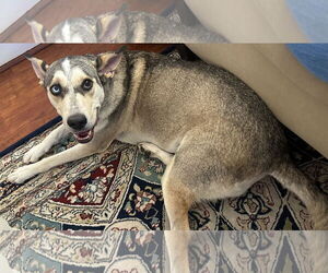 Huskies -Unknown Mix Dogs for adoption in Phoenix, AZ, USA