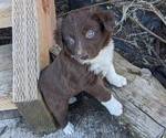 Puppy Brownie Border Collie