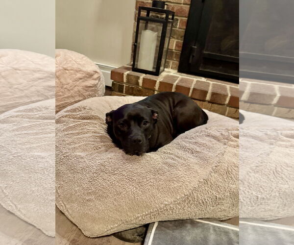 Medium Photo #4 Mutt Puppy For Sale in Doylestown, PA, USA