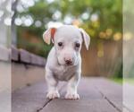 Small #3 Poodle (Miniature) Mix