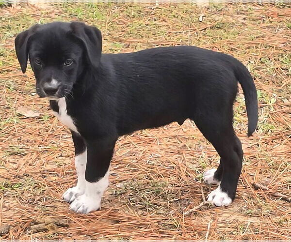 Medium Photo #2 Labrador Retriever-Unknown Mix Puppy For Sale in Alexander, AR, USA
