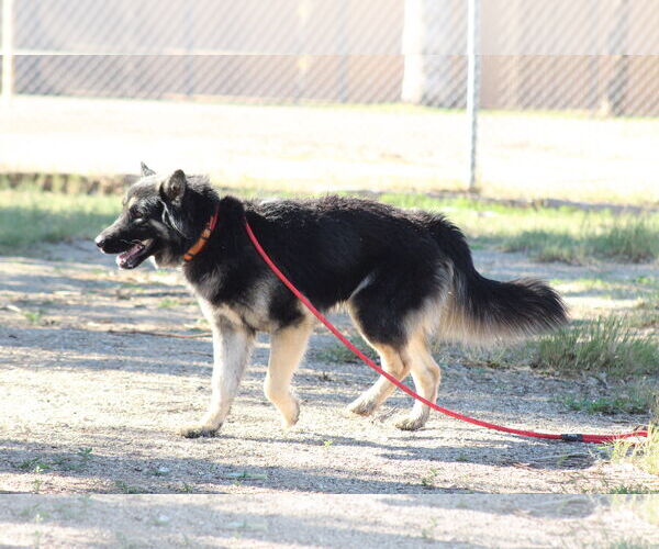 Medium Photo #2 Siberian Husky-Unknown Mix Puppy For Sale in El Centro, CA, USA