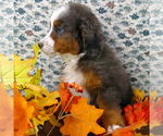 Small Photo #12 Bernedoodle (Miniature) Puppy For Sale in ROY, UT, USA