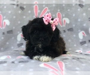 Shih-Poo Puppy for sale in LAKELAND, FL, USA