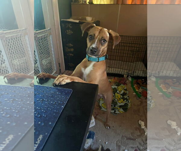 Medium Photo #4 Boxer-Unknown Mix Puppy For Sale in Dumont, NJ, USA