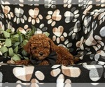 Small Photo #7 Poodle (Miniature) Puppy For Sale in NEW HOLLAND, PA, USA