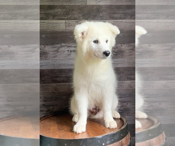 Medium Photo #4 Samoyed Puppy For Sale in FREDERICKSBURG, OH, USA