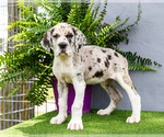 Puppy Kaylie Great Dane