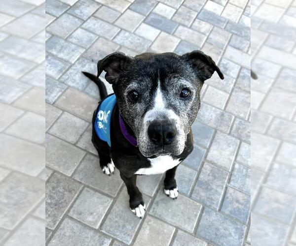 Medium Photo #2 Mutt Puppy For Sale in Santa Maria, CA, USA