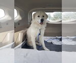 Small #51 Chow Chow-Great Pyrenees Mix