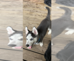 Small Photo #17 Siberian Husky Puppy For Sale in WASHBURN, WI, USA