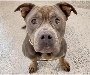 American Staffordshire Terrier-Unknown Mix Dogs for adoption in Houston, TX, USA