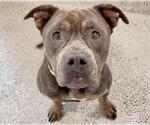 Small American Staffordshire Terrier Mix