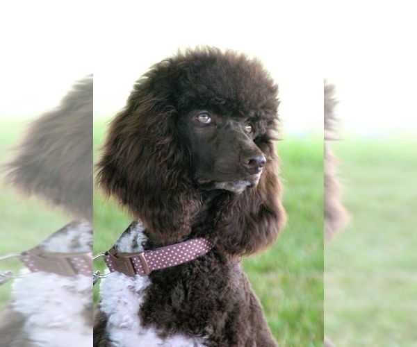 Medium Photo #3 Poodle (Standard) Puppy For Sale in SAINT CHARLES, IL, USA