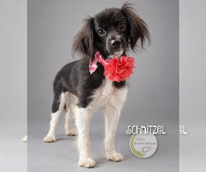 Schnitzel - Female Cavalier King Charles Spaniel-Colonial Cocker Spaniel Mix Dog for Adoption - Photo #2