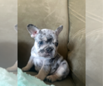 Puppy SPOT French Bulldog