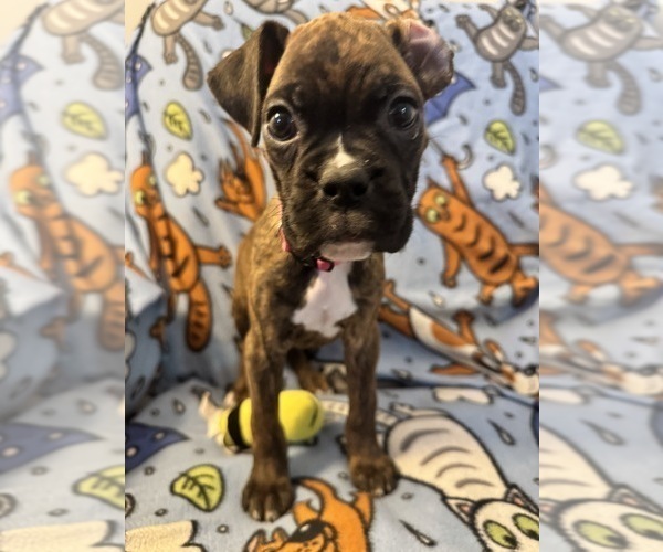 Medium Photo #3 Boxer Puppy For Sale in LANSING, MI, USA