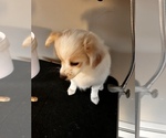 Small Photo #4 Chiranian Puppy For Sale in FITCHBURG, MA, USA