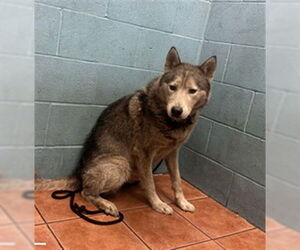 Siberian Husky Dogs for adoption in Downey, CA, USA