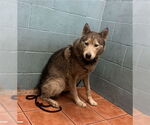 Small Siberian Husky