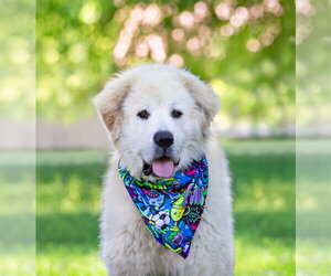 Great Pyrenees-Unknown Mix Dogs for adoption in Unionville, PA, USA
