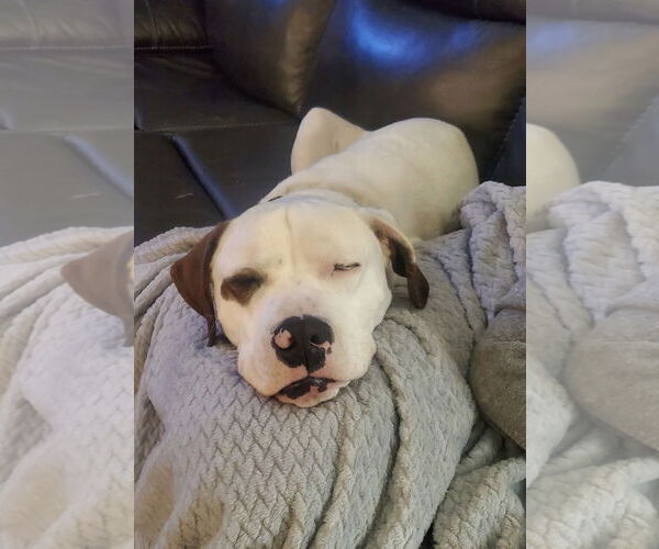 Medium Photo #3 Saint Bernard-Staffordshire Bull Terrier Mix Puppy For Sale in Fort Worth, TX, USA