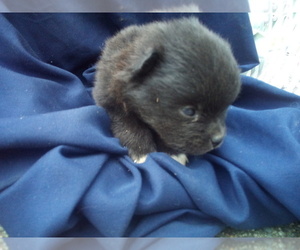 Pomeranian Puppy for sale in WINCHESTER, OH, USA