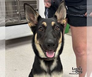 Eazy - Female German Shepherd Dog-Unknown Mix Dog for Adoption - Photo #3
