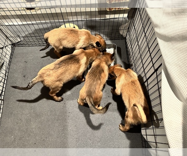 Medium Photo #1 Belgian Malinois Puppy For Sale in SIMI VALLEY, CA, USA