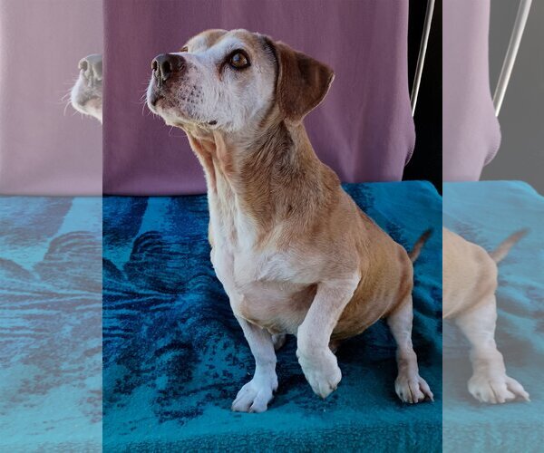 Medium Photo #2 Beagle Puppy For Sale in Apple Valley, CA, USA