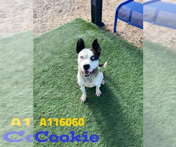 Medium Photo #1 American Bulldog-Unknown Mix Puppy For Sale in HESPERIA, CA, USA