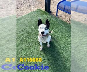 American Bulldog-Unknown Mix Dogs for adoption in HESPERIA, CA, USA