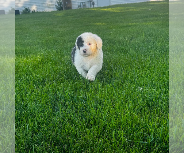 Medium Photo #5 Old English Sheepdog Puppy For Sale in KEWANEE, IL, USA