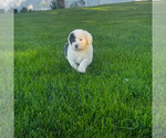 Small #4 Old English Sheepdog
