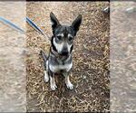 Small German Shepherd Dog-Siberian Husky Mix