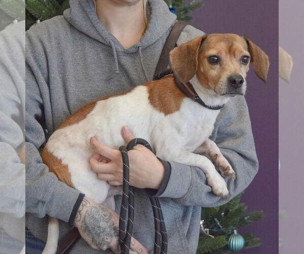 Medium Photo #6 Doxle Puppy For Sale in Huntley, IL, USA