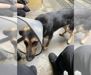 German Shepherd Dog Dogs for adoption in Stockton, CA, USA
