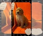 Puppy Puppy 4 Double Doodle