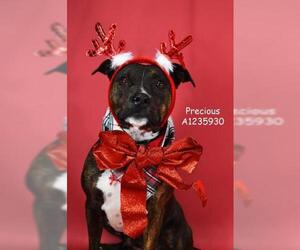 Mutt Dogs for adoption in Bakersfield, CA, USA