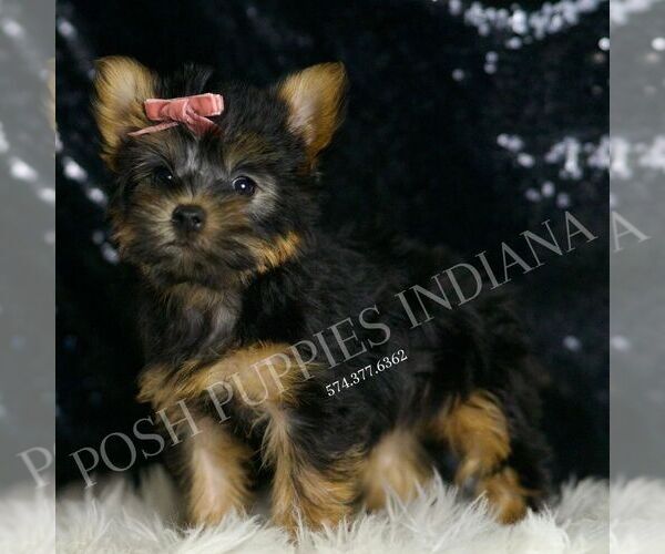 Medium Photo #2 Yorkshire Terrier Puppy For Sale in WARSAW, IN, USA
