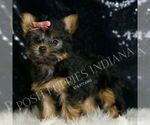 Small #1 Yorkshire Terrier
