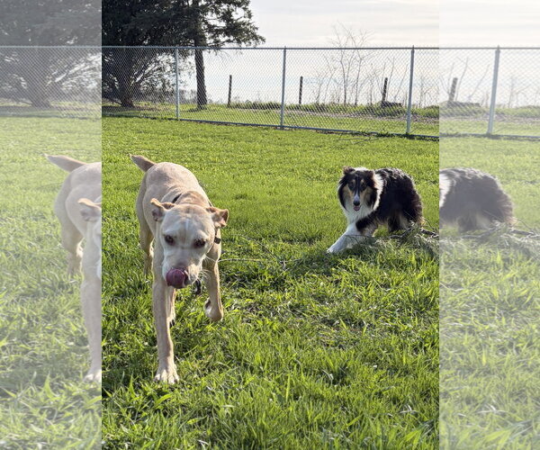 Medium Photo #4 Labrador Retriever-Unknown Mix Puppy For Sale in Jefferson, WI, USA