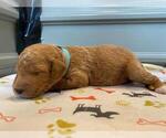 Small Photo #42 Goldendoodle Puppy For Sale in NORTH SCITUATE, RI, USA