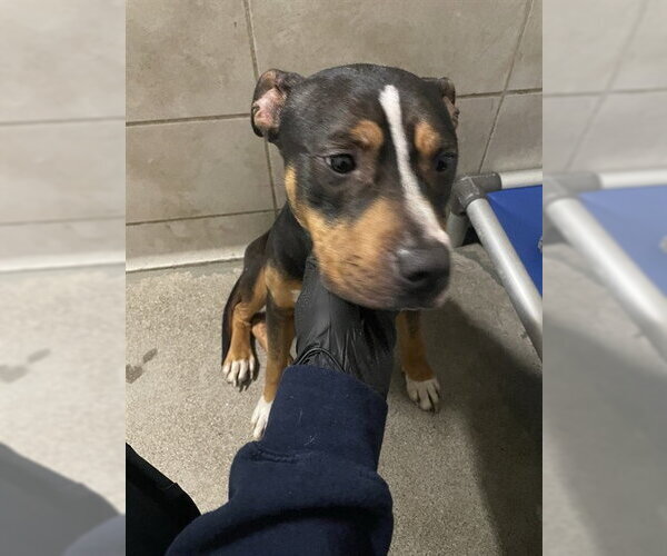 Medium Photo #1 Mutt Puppy For Sale in Stockton, CA, USA