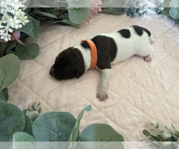 Medium Photo #4 German Shorthaired Pointer Puppy For Sale in AVILLA, IN, USA