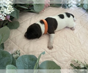 Medium German Shorthaired Pointer