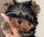 Small Photo #14 Yorkshire Terrier Puppy For Sale in RANCHO BERNARDO, CA, USA