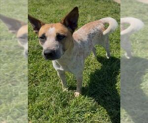 Mutt Dogs for adoption in Conroe, TX, USA