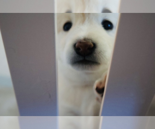 Medium Photo #38 Shiba Inu Puppy For Sale in WINTER PARK, FL, USA