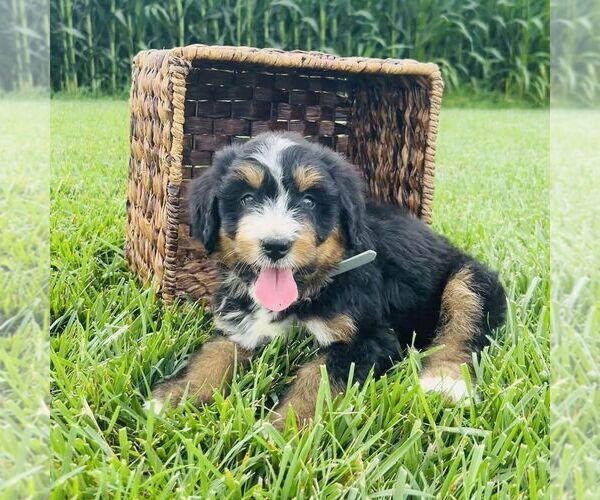 Medium Photo #3 Bernedoodle (Miniature) Puppy For Sale in GORDONVILLE, PA, USA